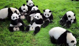 稀有动物有哪些中国 中国稀有动物有什么动物