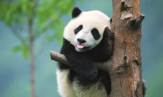 我国一级保护动物有哪些（国家二级保护动物有哪些）