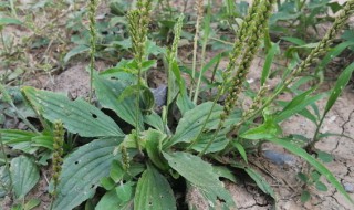农村的野草有哪些 农村的野草有哪些图片