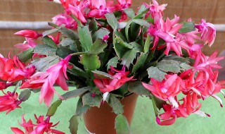 蟹爪兰植株烂根以后怎么处理（蟹爪兰植株烂根以后怎么处理好）