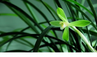 兰花的种类有哪些 兰花的种类有哪些图片