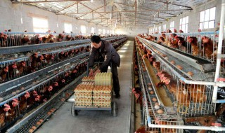 适合农村的养殖业都有哪些 适合农村的养殖业都有哪些种类