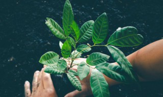 植物的六大器官有哪些 1.植物的六大器官包括哪些?