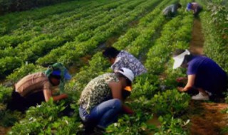 关于农村致富项目有哪些 农村致富项目有什么