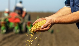 农村种植户是务农吗 农村种植户是务农吗还是农村