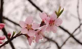 指甲桃花的功效与作用 指甲桃花的功效与作用能治甲沟炎