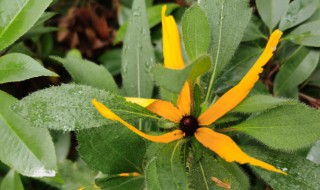 菊花的形状像什么物体（菊花的形状像什么物体一样）