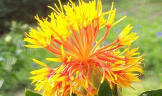 中药红花的功效与作用和用法用量(中药红花的功效和作用的功效与作用)