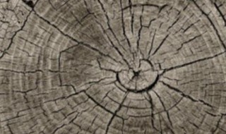 中国树木年轮密集的是哪个方向 中国树木的年轮疏密的朝向