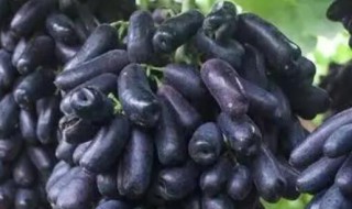 美人指葡萄为什么被淘汰（美人指葡萄多少钱一斤）