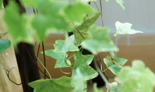 什么是被子植物的双受精现象（什么是被子植物的双受精?）