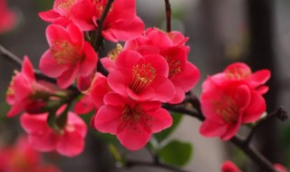 一枝春指的是 一枝春指的是什么意思