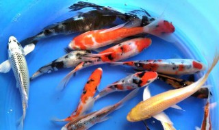 草金鱼能长多大一年 草金鱼可以长到多大