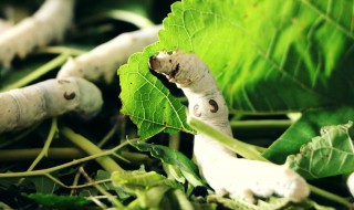 春蚕的生长过程和吐丝过程 春蚕的生长过程和形态变化