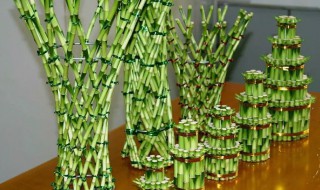 富贵竹可以土养吗?冬季（富贵竹土养能过冬吗）