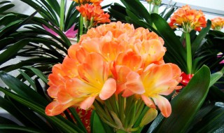 大花君子兰有哪些品种（大花君子兰有哪些品种）