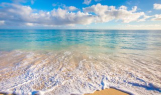 海里的二级保护动物有哪些 国家二级保护海里动物有哪些