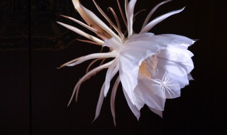 夏天开的花有哪些是白色的?（夏天开白色花的植物）