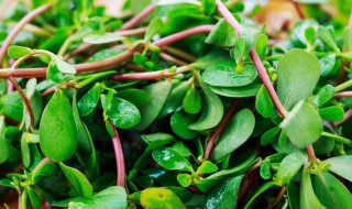 马齿苋的作用与功效有哪些 马齿苋的功效与作用的功效和作用是什么