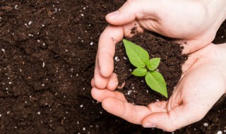 枇杷种子怎么种盆栽 枇杷种子该怎么种