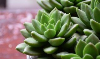 多肉怎么种好看 多肉植物怎么栽种