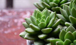 多肉怎么种才能最好（多肉要怎么种才好）