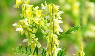 黄芪花的功效与作用有哪些(金银花的作用与功效)