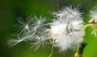 写植物传播种子的方法有哪些 写植物传播种子的方法有哪些呢