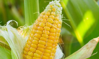 所有含镁的食物和水果有哪些（所有含镁的食物和水果有哪些呢）