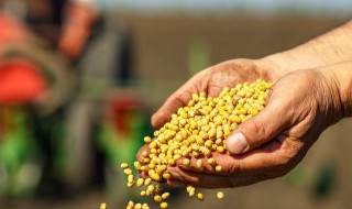 植物种子的传播方式有哪些仿写 植物种子的传播方式有哪些仿写句子