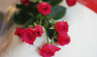 玫瑰花的作用有哪些 玫瑰花的作用有哪些小学生一段话