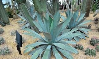 沙漠里的植物有哪些共同特点（沙漠里的植物有哪些共同特点三年级科学）