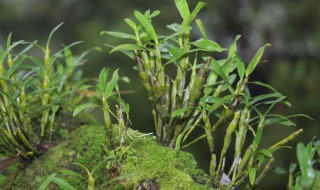 石斛有哪些功效与作用（石斛的十大功效是什么）