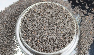 明列子的功效有哪些???（明列子怎么食用）