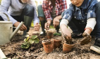 双子叶植物有哪些目 双子叶植物名称