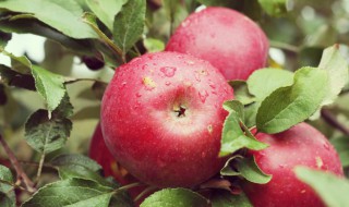 苹果种子怎么种植（苹果种子怎么种植方法才能长得很快?）