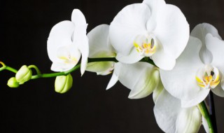 花中君子是什么花的别称（花中君子是什么花的别称）