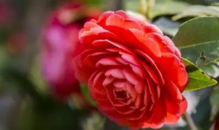 花中珍品指的是什么花（花中珍品是谁?）