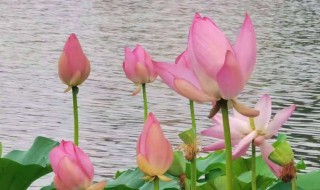 花木象征的意义是什么荷花 花木象征的意义有哪些