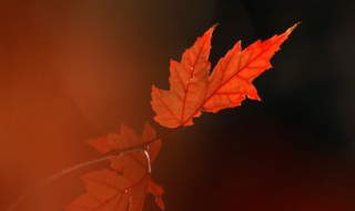 枫叶代表什么动物 枫叶象征什么动物