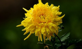 花中隐士是什么花的雅称（花中隐士是什么花的别称）