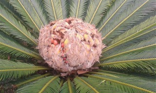 铁树开花的意思是什么动物 铁树开花指什么动物