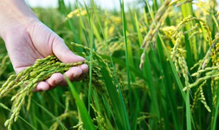 中国的五谷指的是哪五谷（稻,黍,稷,麦,菽分别是什么东西）
