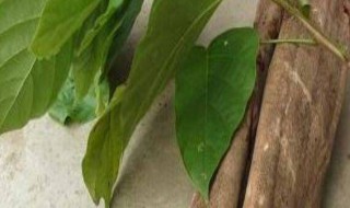 什么是鸡血藤的阴藤（鸡血藤是阴藤好还是阳藤好）