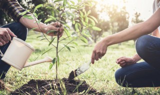 四季常青的树有哪些树 四季常青的树有什么树