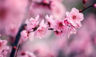 四君子是哪四种植物?（岁寒三友是指哪三个植物）