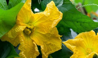 丝瓜花雄蕊和雌蕊的区别 丝瓜花雄蕊和雌蕊结构图