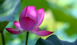 荷花的品种（荷花的品种有哪些）