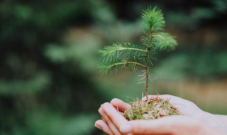 行道树有哪些?（33种园林绿化树种）