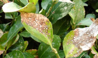 大叶黄杨叶斑病用什么药（大叶黄杨叶斑病打什么药）